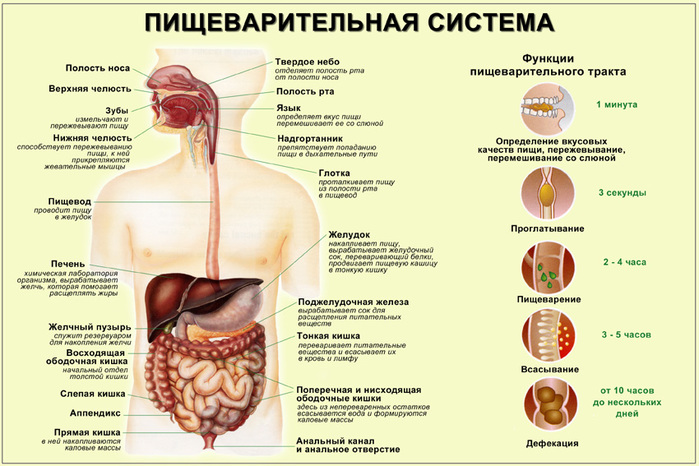 4524271_pishevaritelnayasistema3 (700x466, 130Kb)