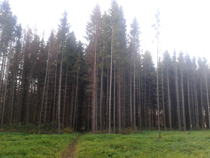 сосновый лес в Ясной Поляне (700x525, 405Kb)