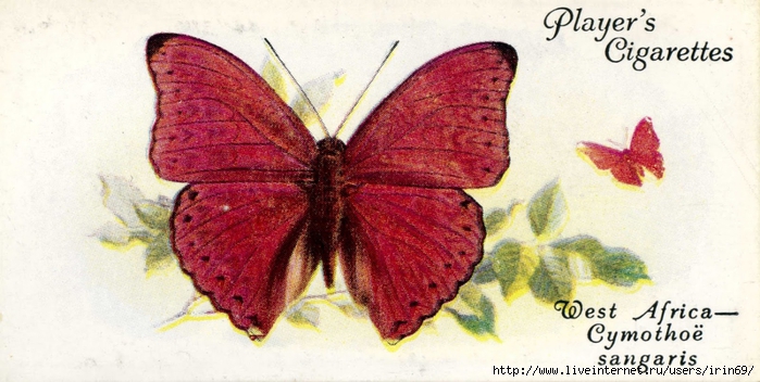 butterfly23.cv (700x352, 214Kb)