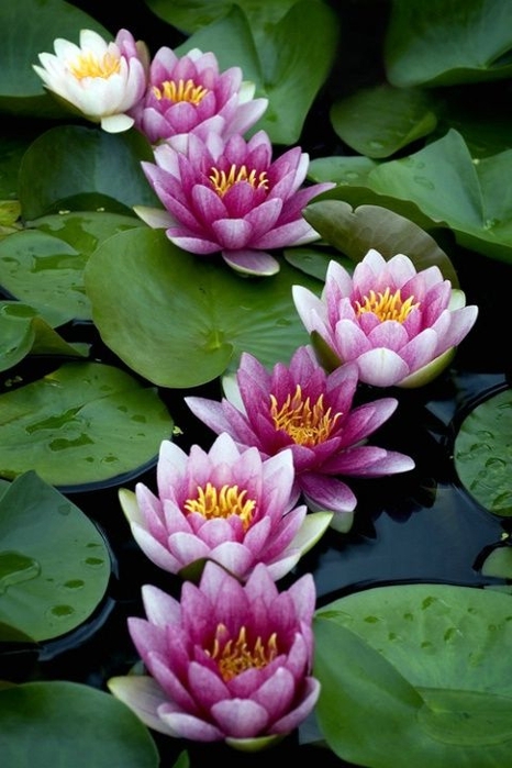 64c8590b75ca430ad76fc804081b8f61 (466x700, 219Kb)