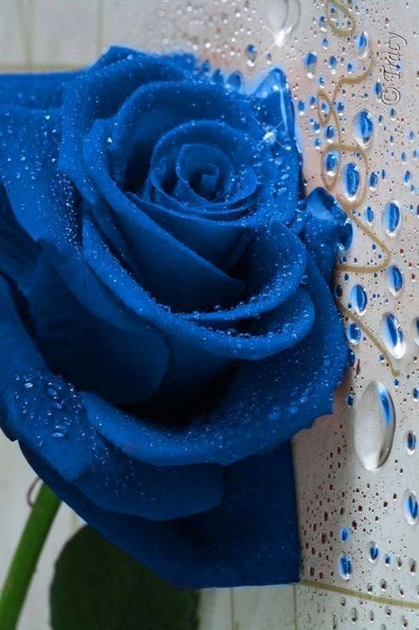 a8c23f1c026ec0cb0a14932681db51f6 (466x700, 236Kb)