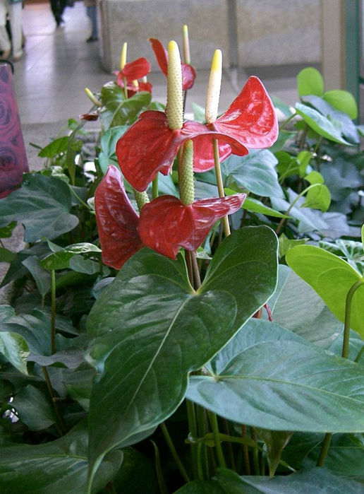 Anthurium_andraeanum2 (516x700, 423Kb)