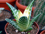  Aloe-variegata-variegated (573x430, 212Kb)