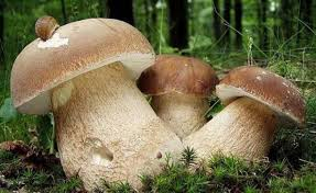 грибы (287x176, 57Kb)