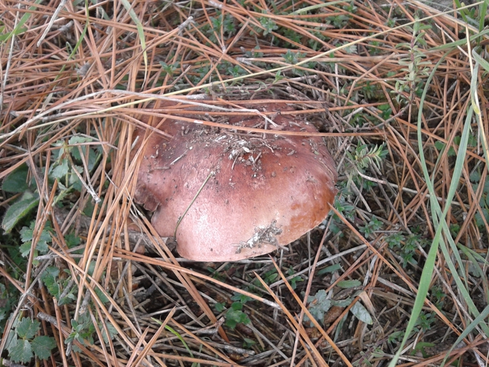 20131027_113913 (700x525, 377Kb)