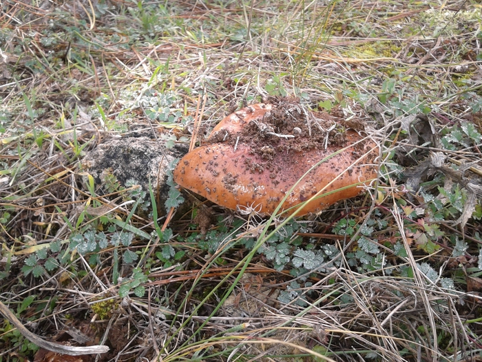 20131027_114633 (700x525, 405Kb)