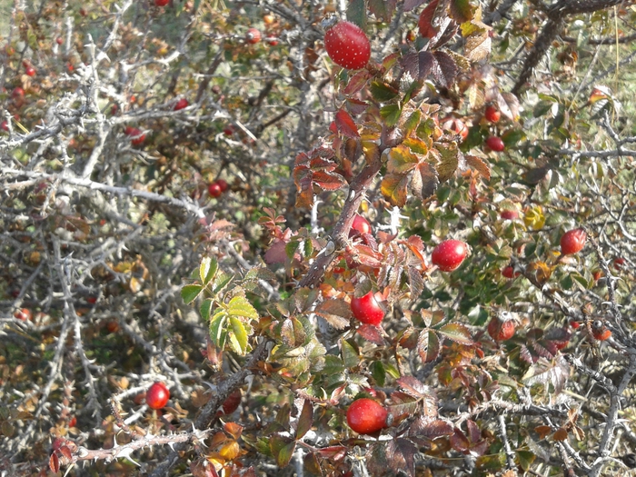 20131027_121154 (700x525, 390Kb)