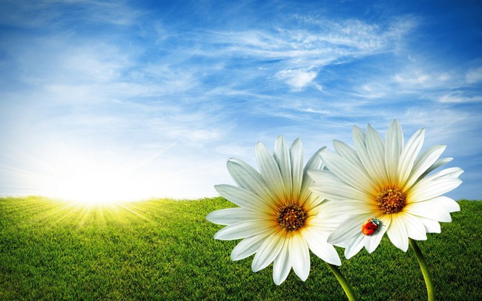 white_flowers_wallpaper_wide-wide (700x437, 93Kb)