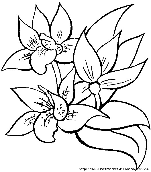 2orchid (527x600, 153Kb)