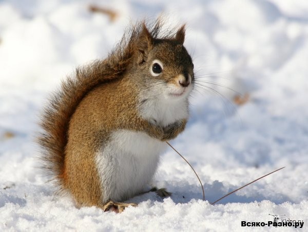 1291114040_hiop.ru_1256439840_snow_squirrel_by_tidesend (600x453, 56Kb)