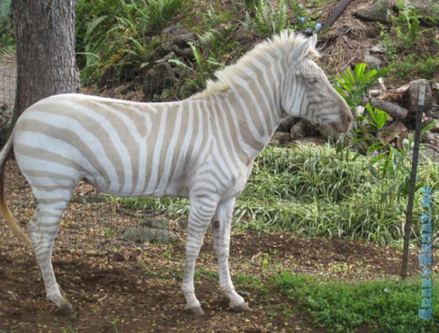 1328789153_great_pictures_of_albino_animals_640_26 (640x486, 78Kb)