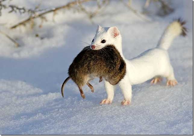 snowweasel2_3 (644x453, 36Kb)