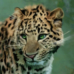4360286_99px_ru_avatar_73691_leopard (150x150, 69Kb)