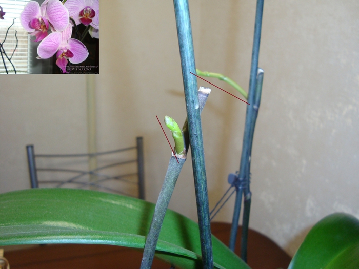 Как выглядит стрела у орхидеи когда только появляется фото