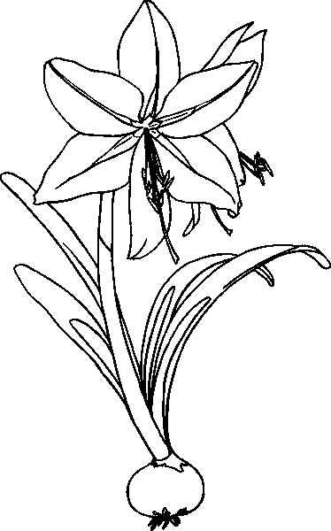 25orchid (374x600, 99Kb)