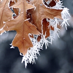  cold_winter_days____by_MorkOrk (600x600, 226Kb)