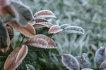  frosty_leaves_by_matejpaluh-d5qy2qu (700x466, 220Kb)