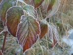  frosty_leaves_by_xluddex-d37b12c (700x525, 319Kb)