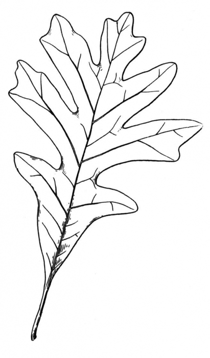 5252558_13 (411x700, 109Kb)
