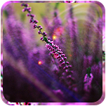 aav6 (151x151, 60Kb)