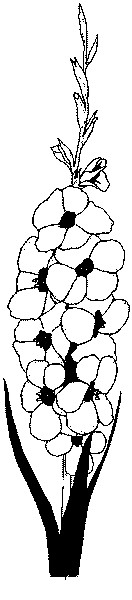 gladiole (132x600, 50Kb)