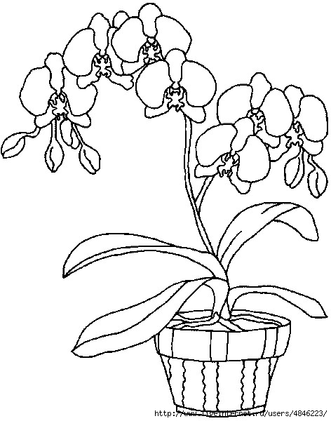 Orchideen (472x600, 140Kb)