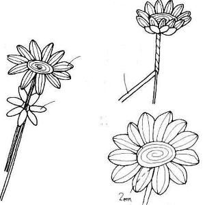 pletenie_biserom_podsolnuhi_6 (300x300, 39Kb)