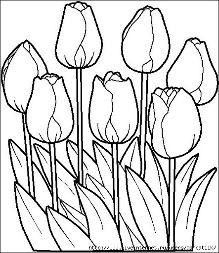 tulipanes (443x512, 157Kb)