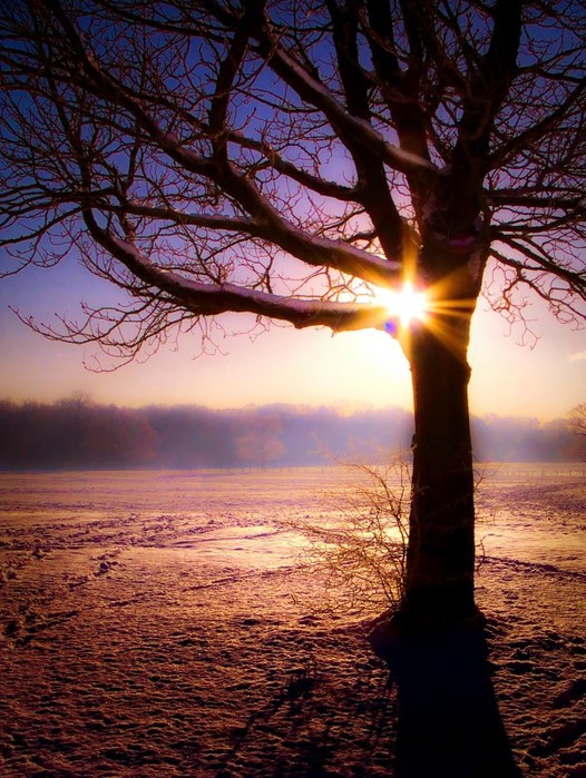 tree_snow_dawn_sunburst (526x700, 136Kb)