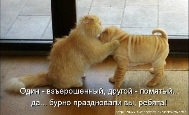 Прикольные картинки для поднятия настроения с животными и надписями