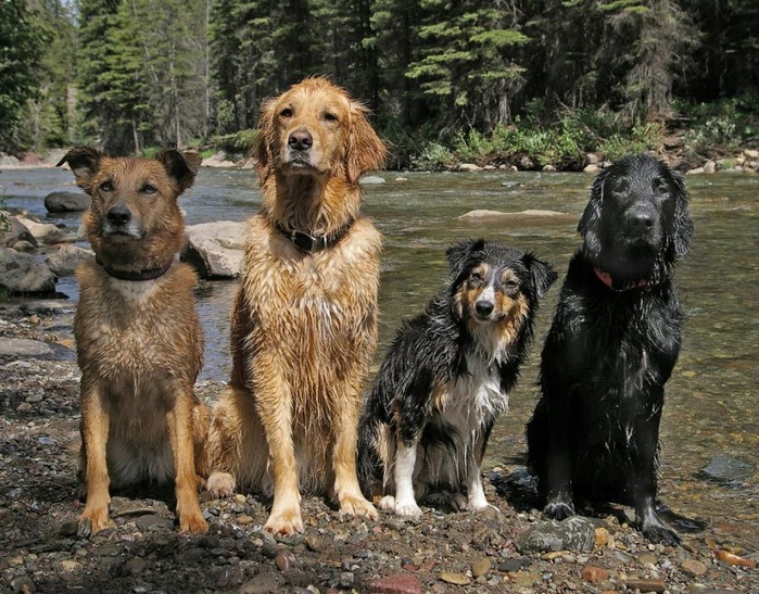 dogs-19 (700x547, 211Kb)