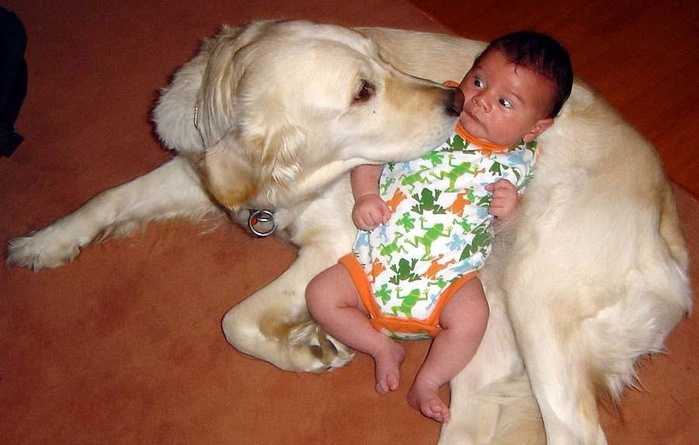 dogs-60 (700x445, 107Kb)