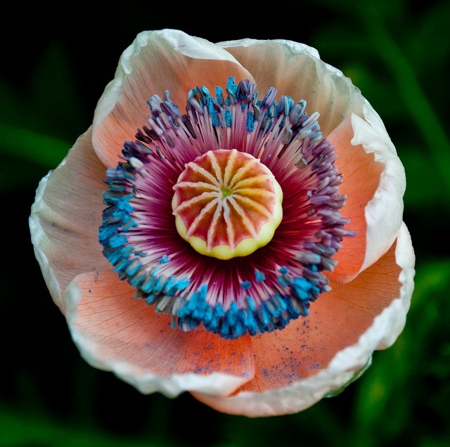 необыкновенной красоты цветы4с (640x636, 255Kb)