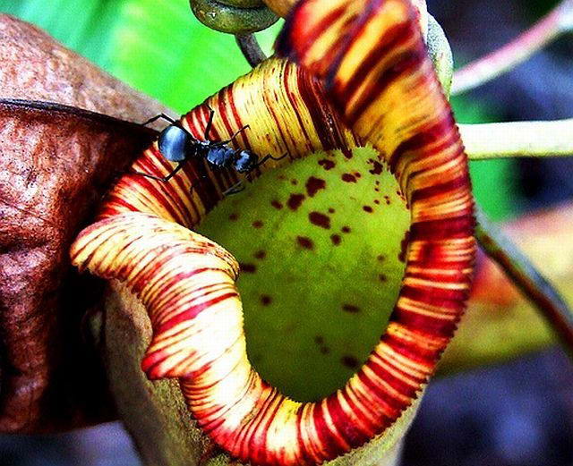 Drosera_18 (640x521, 78Kb)