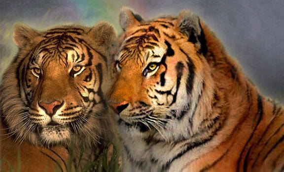 tigers (576x350, 147Kb)