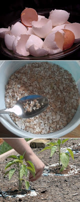 Using eggshells in the garden (160x400, 29Kb)