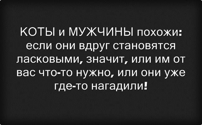 http://img1.liveinternet.ru/images/attach/c/9/106/898/106898393_large_3821971_koti_myj.jpg