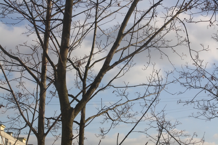 4052581_IMG_5231 (700x466, 301Kb)