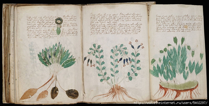voynich-manuscript (700x357, 228Kb)