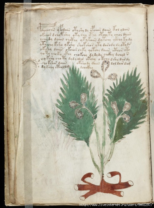 Voynich-Manuscript-1006101-555x747 (520x700, 269Kb)