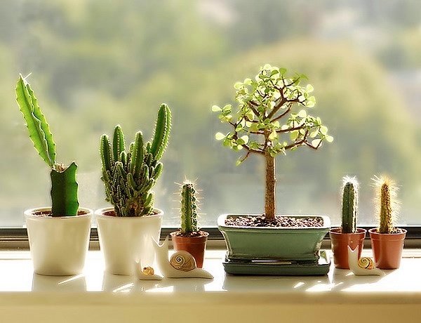 windowsill-decorating-ideas-plants1 (600x460, 143Kb)