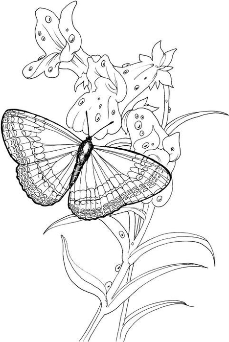 butterfly-stands-on-a-plant-coloring-page1 (468x700, 141Kb)