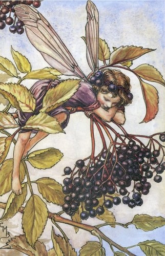 31700942_The_Elderberry_Fairy (322x500, 153Kb)