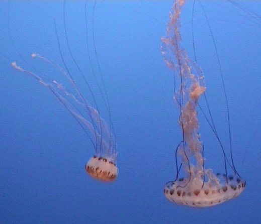 Jellyfish-monterey-2003-08 (519x446, 91Kb)