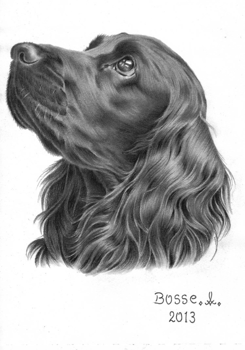 cocker_spaniel_by_torsk1-d6hu2jg (490x700, 174Kb)