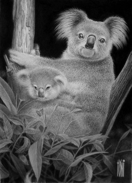 koala_by_toniart57-d6j6ox0 (502x700, 213Kb)