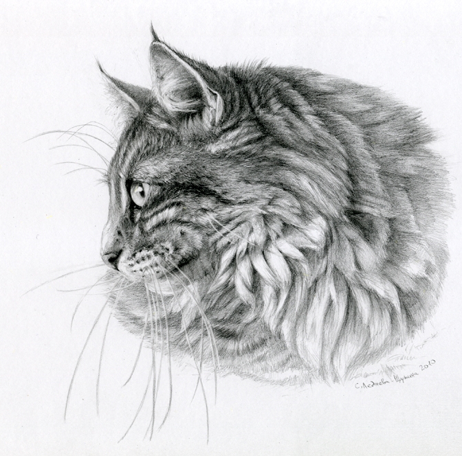 norwegian_forest_cat_by_sschukina-d331ai0 (672x664, 347Kb)