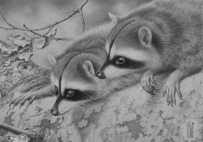 racoon_by_toniart57-d6fyumr (700x491, 227Kb)