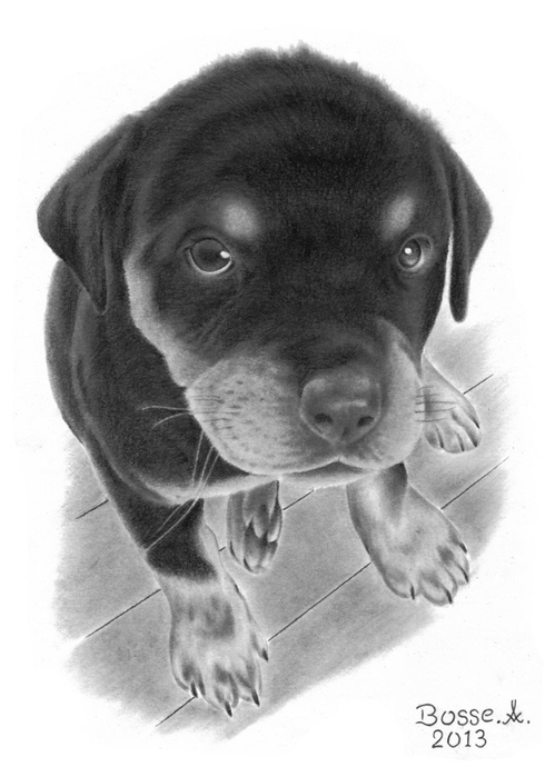 rottweiler_puppy_by_torsk1-d606wb6 (490x700, 161Kb)