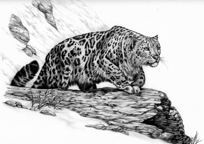 Snow_Leopard_Big (700x496, 191Kb)